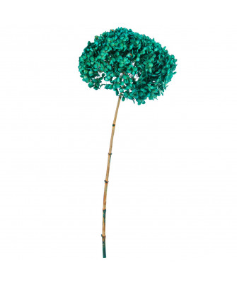 Hortensia Verde Azulado Preservada