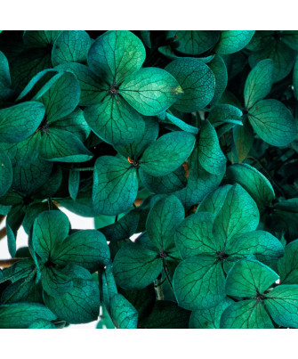 Hortensia Verde Azulado Preservada