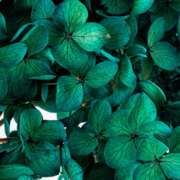 Hortensia Verde Azulado Preservada