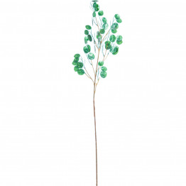 Rama Lunaria Verde