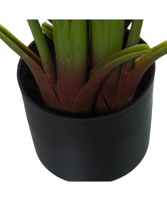 Planta Árbol Viajero 120 cm