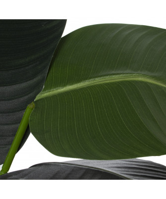 Planta Árbol Viajero 120 cm