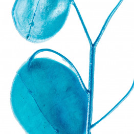 Rama Lunaria Azul