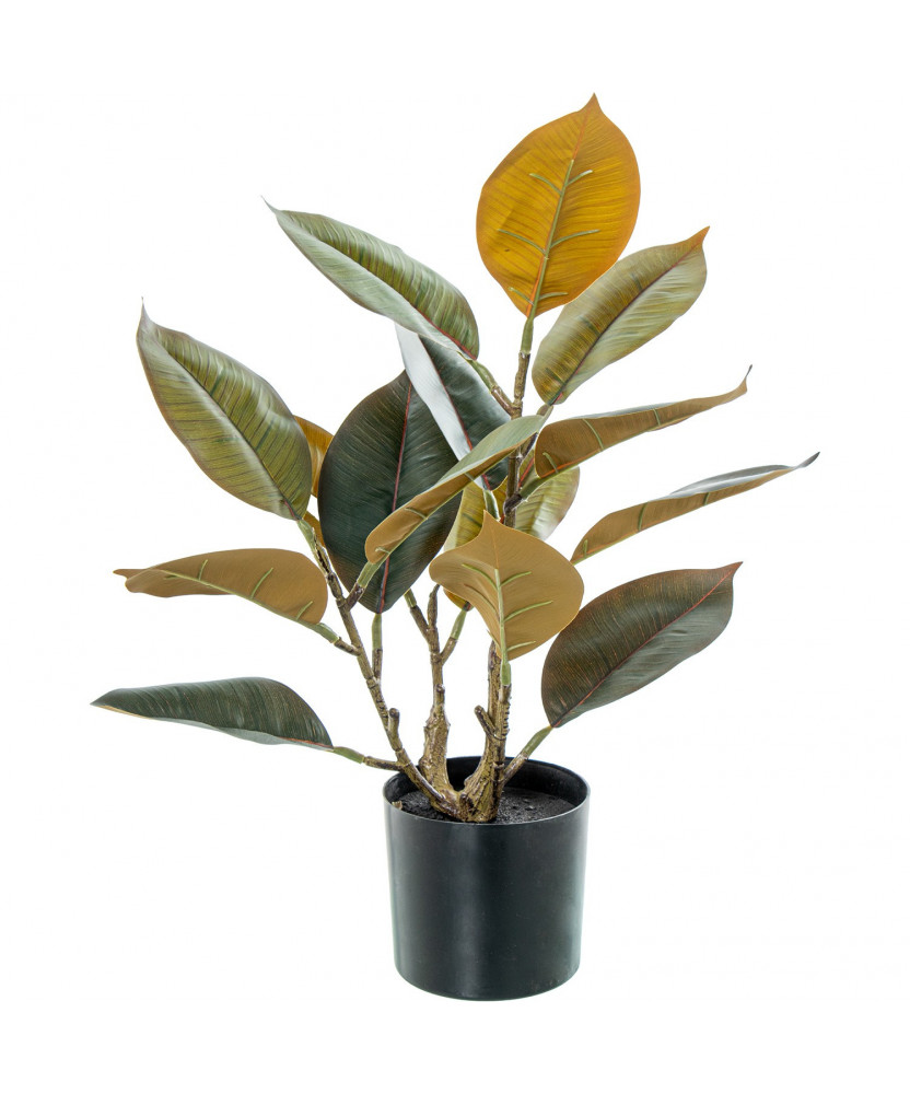 Planta Roble 50cm