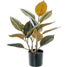 Planta Roble 50cm