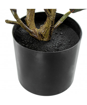 Planta Roble 50cm