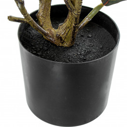 Planta Roble 50cm