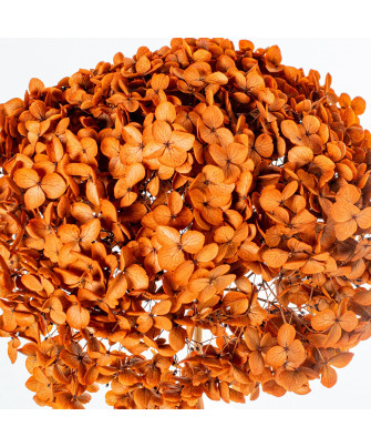 Hortensia Naranja Preservada