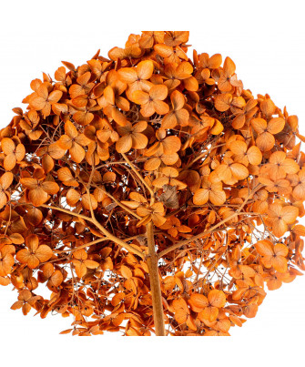 Hortensia Naranja Preservada