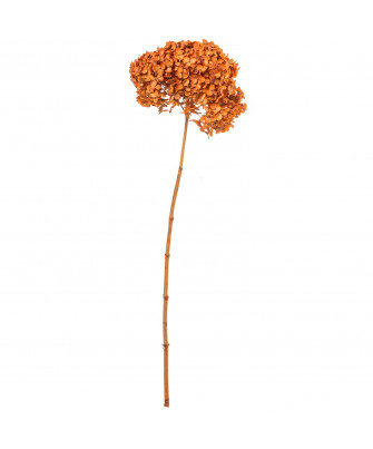 Hortensia Naranja Preservada