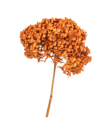 Hortensia Naranja Preservada