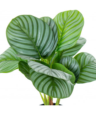 Planta Artificial Calathea