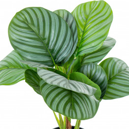 Planta Artificial Calathea