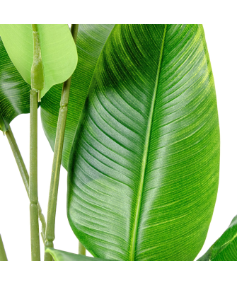 Planta Artificial Arbol Del Viajero 70 Cm 2 Troncos 10 Hoj 70 Cm.