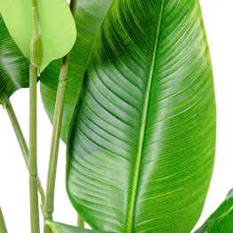 Planta Artificial Arbol Del Viajero 70 Cm 2 Troncos 10 Hoj 70 Cm.