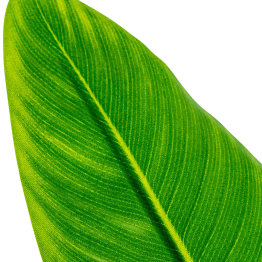 Planta Artificial Arbol Del Viajero 70 Cm 2 Troncos 10 Hoj 70 Cm.