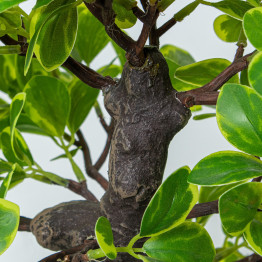 Planta Artificial Euonymus