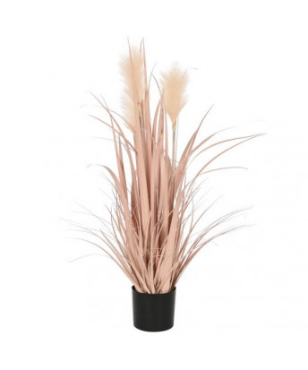 Planta Plumero Coral