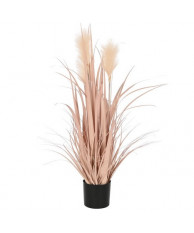 Planta Plumero Coral