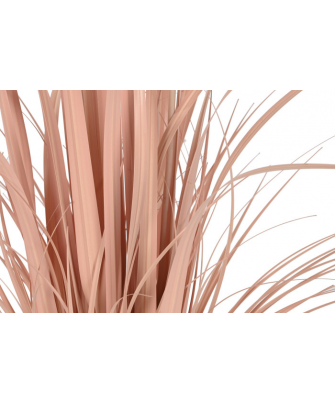 Planta Plumero Coral